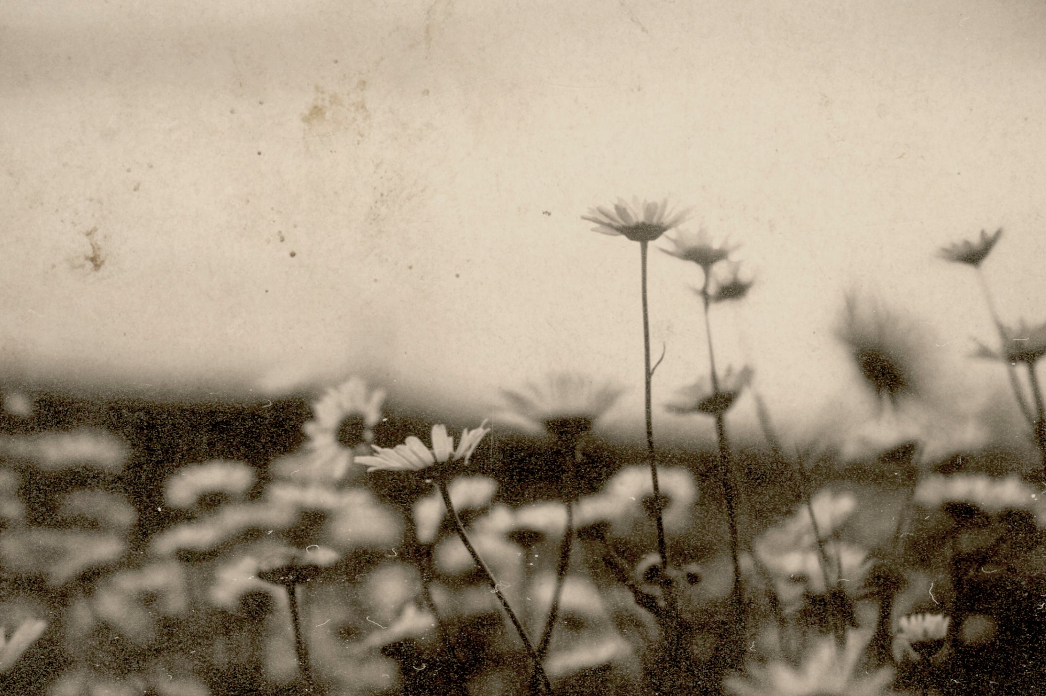 Black and white image of flowers in a field.