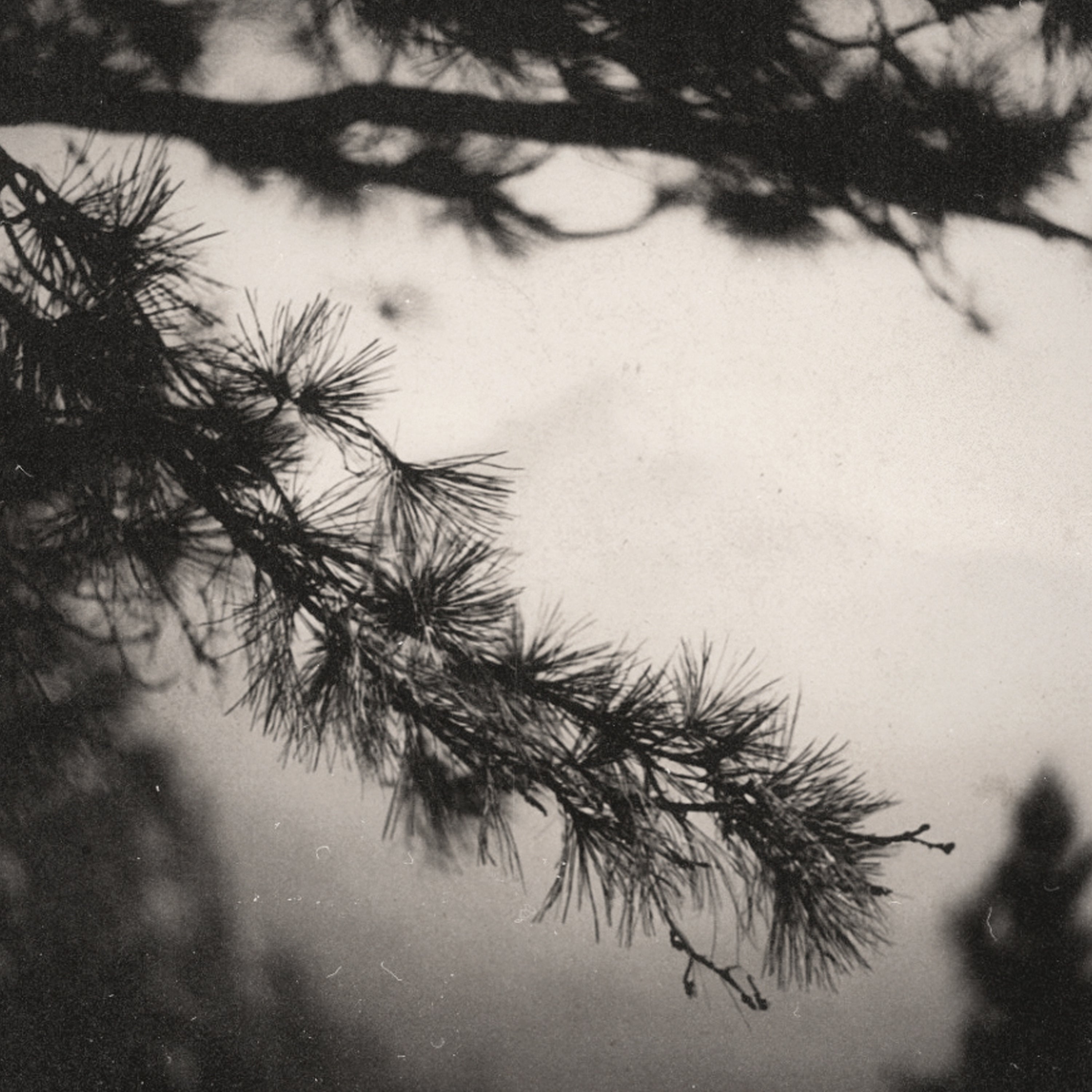 black and white photo of pine needles and branches of pine tree
