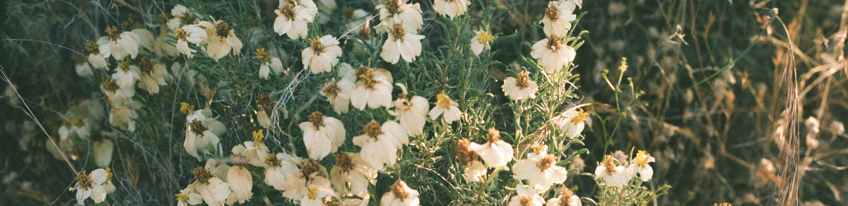 white flowers and green stems and leaves