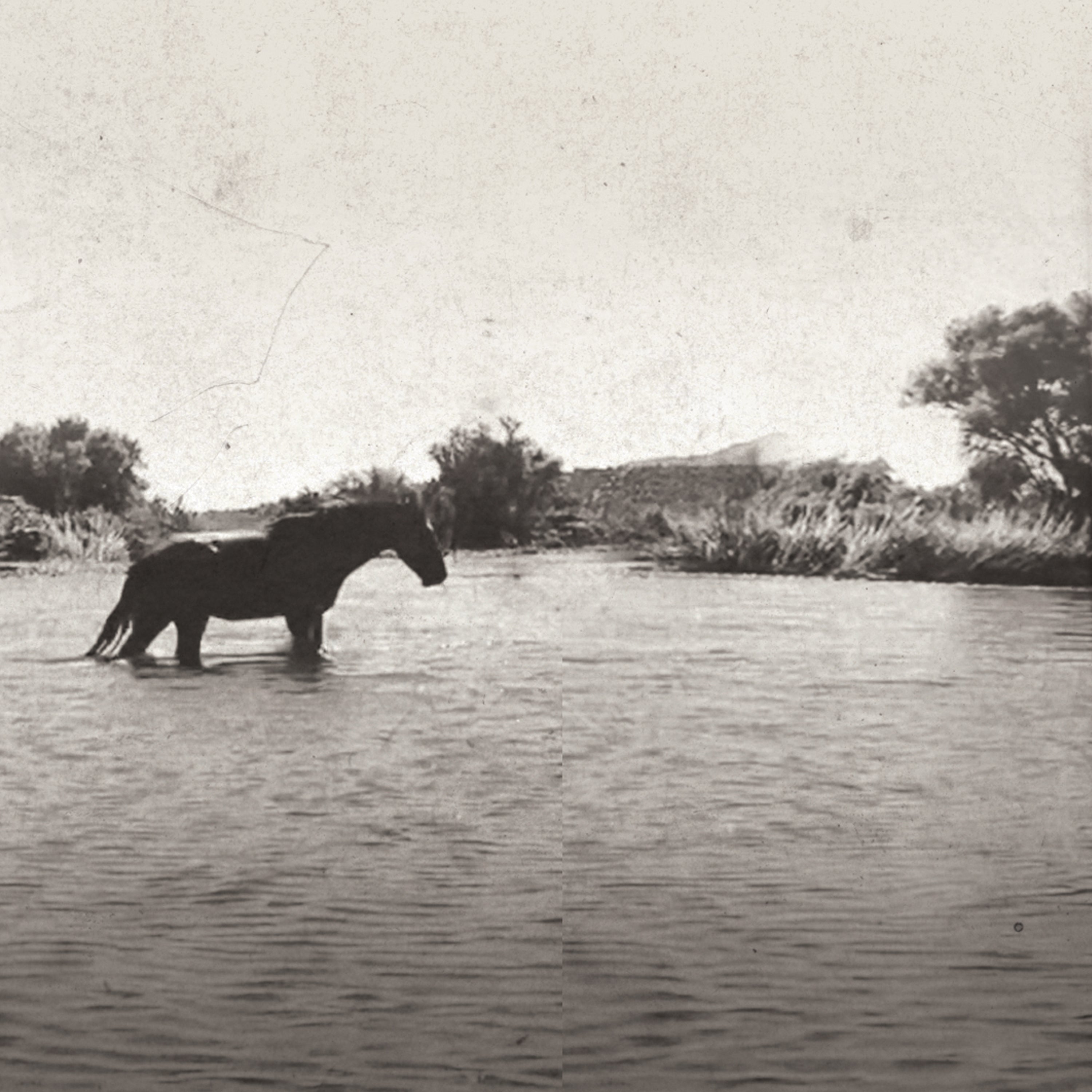 Sepia image of horse in the river