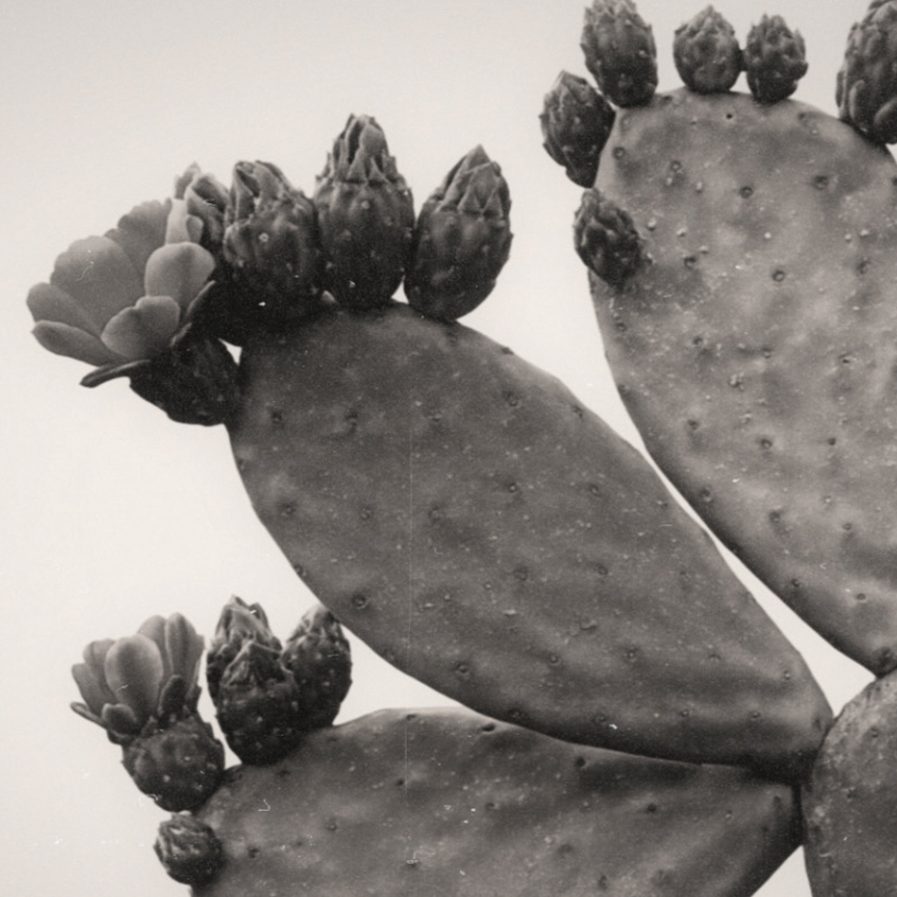 Sepia image of prickly pear cactus