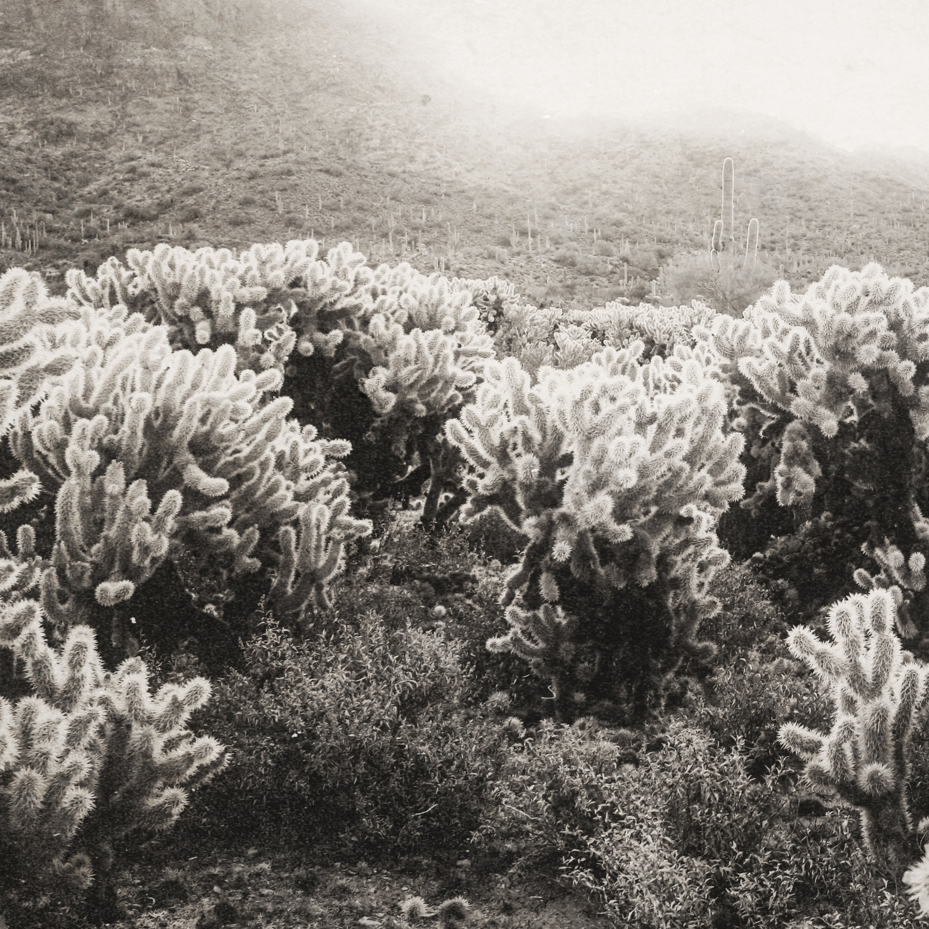 black and white image of cholla cacti and a mountain in the distance