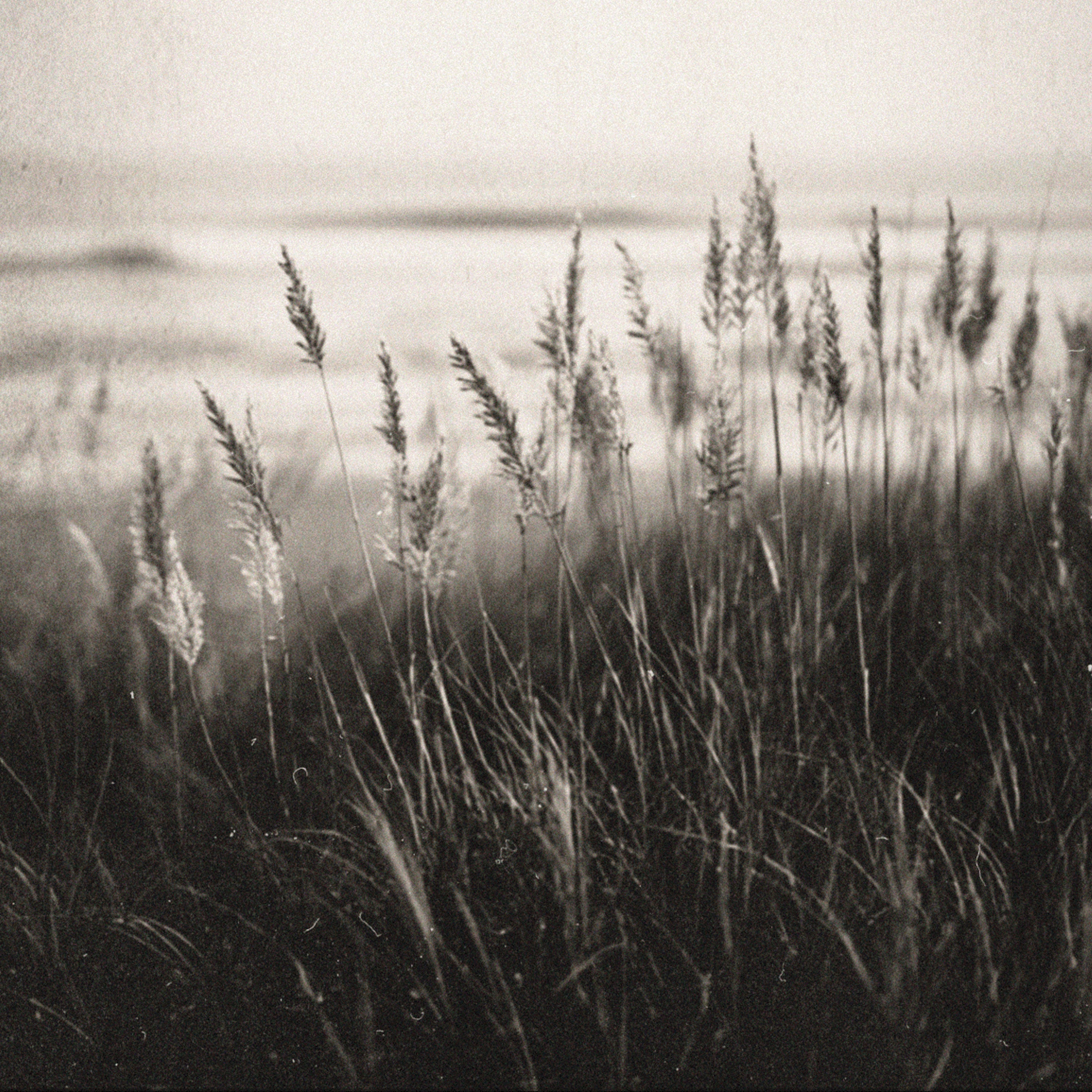 A black and white fine art photograph of coastal beach grasses swaying in the wind, with a soft, misty shoreline in the background.