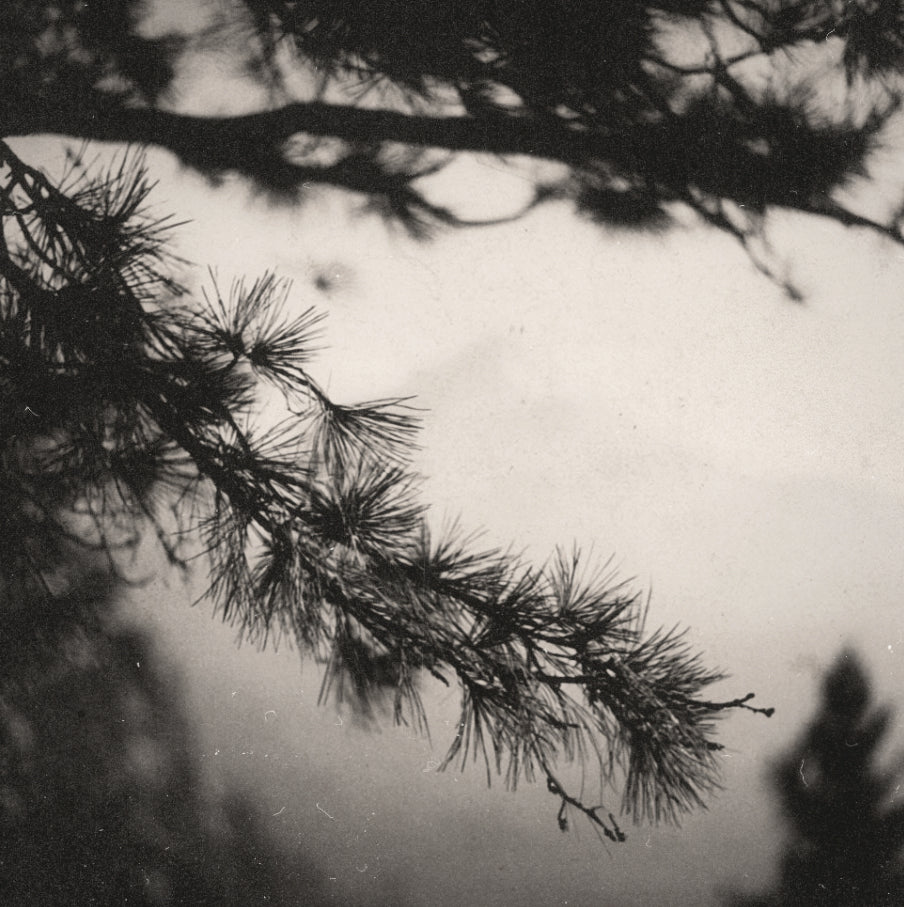 Black and white artistic photograph of pine tree branches with needles silhouetted against a soft, misty sky.